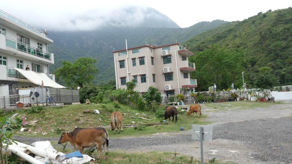 A Home for the Cows to Come Home to