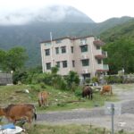 A Home for the Cows to Come Home to