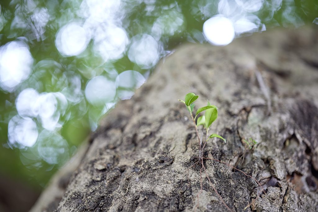 Spring Leaves Are Budding